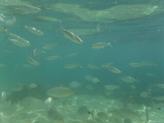 fondo marino con peces