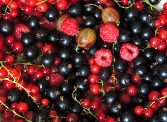 Red and black currants, gooseberries, raspberries close-up
