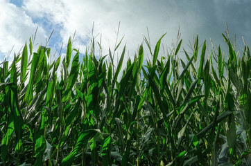 Obraz premium Ein Maisfeld vor blauem Himmel im Herbst 