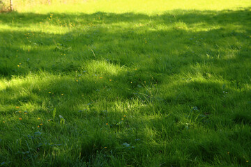 Fototapeta premium Green grass field. Juicy grass close up photo. Green abstract background with copy space. 