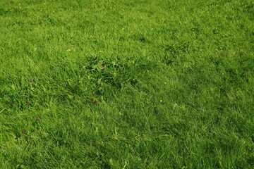 Green grass field. Juicy grass close up photo. Green abstract background with copy space. 