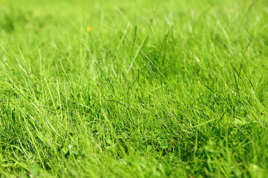 Green grass field. Juicy grass close up photo. Green abstract background with copy space. 