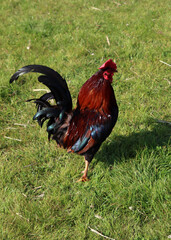 Beautiful rooster with colorful feathers on green grass field. Green background with copy space. Domestic animals on farm. 