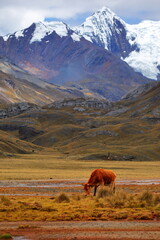 Fototapeta na wymiar Pumapampa in Pastruri Glacier, Peru