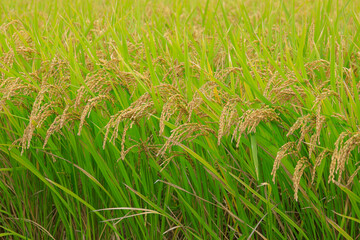 grass in the wind