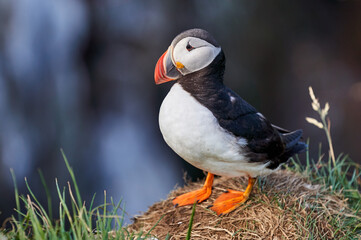 Puffin 