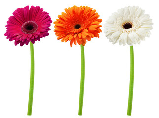 Gerbera, daisy flower, isolated on white background, clipping path, full depth of field