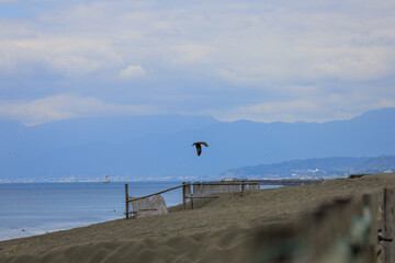 seagull on the beach