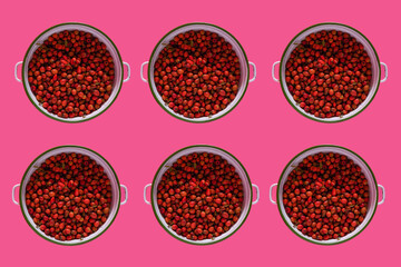 Freshly picked rose hips. Known as the dog rose (Rosa canina). Rose hips in metal bowls. 