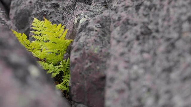 Fern in the wind between grey rock, made in Sweden in the Stora Sj&ouml;fallets  Stuor Muorkke nationalpark.