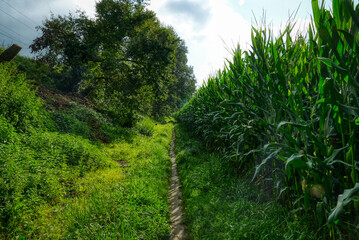 Wanderweg an einem Maisfeld bei Blankenberg