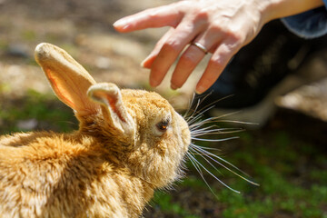 自然の中のうさぎ