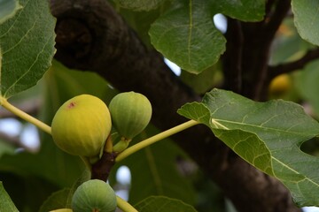 Apetyczne owoce figi na gałęzi © Lancan