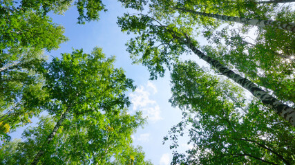 park green forest in summer high tree trunks birch pine against the blue sky