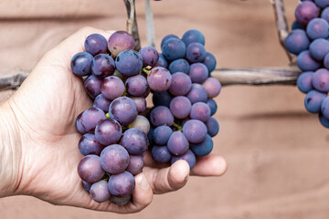 purple red grapes with green leaves on the vine. fresh fruits.