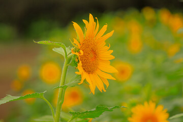 bee on a sunflower