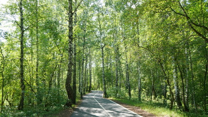 park green forest path forest in summer high tree trunks birch pine