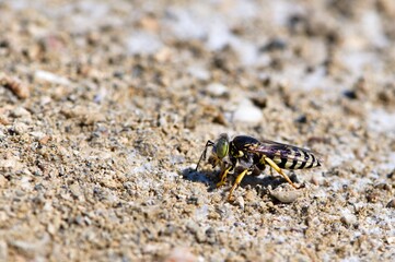 Samica wardzanki żądlicy (Bembix rostrata) 