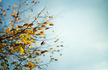 Yellow autumn leaves on the branches against the background of the turquoise sky. Very shallow focus. Colorful foliage in the autumn forest. Excellent background on autumn theme.