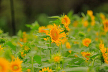 orange flower in the garden