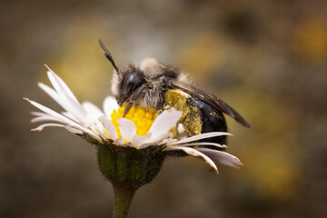 Ashy Mining bee on Daisy