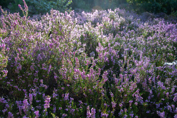 Blooming heather in the morning sun