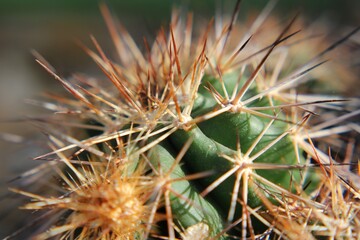 close up of cactus