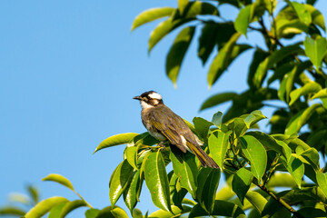 Close-up of a light-vented (Chinese) Bulbuls (Pycnonotus sinensis) sitting in a tree