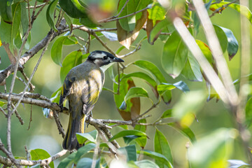 Close-up of a light-vented (Chinese) Bulbuls (Pycnonotus sinensis) sitting in a tree