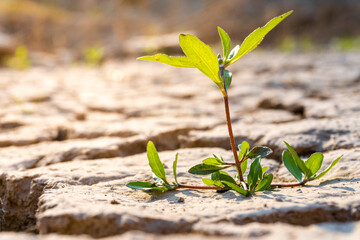 Small wild plant being born between the dry and cracked earth of the dry bed of a river.