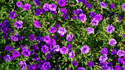 kalibrahoa purple beautiful flowers flowerbed plant summer is sunny