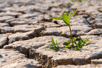 Small wild plant being born between the dry and cracked earth of the dry bed of a river.