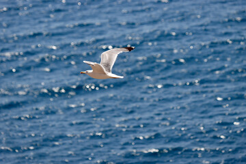 Gaviota