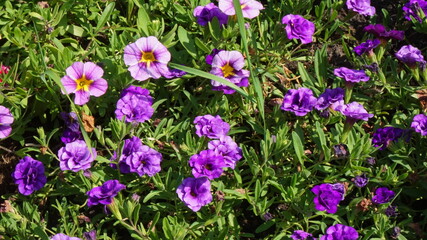 beautiful flowers flowerbed plant summer is sunny