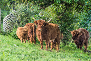 Schottische Hochlandrinder auf der Weide