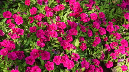 beautiful flowers flowerbed plant summer is sunny