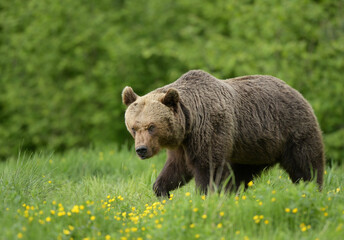 Fototapeta premium Wild brown bear ( Ursus arctos )