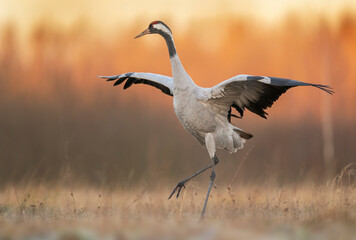 Common crane birds ( Grus grus ) - Powered by Adobe