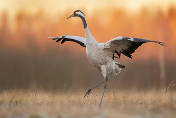 Fototapeten Common crane birds ( Grus grus ) © Piotr Krzeslak