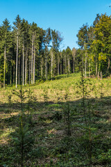 Obraz premium Wiederaufforstung durch anpflanzen von jungen Bäumen im Mischwald