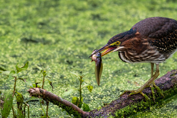 A green heron shown up close on a tree branch with a large tadpole in it's beak surrounded by green swampy water.