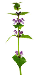 Lamium purpureum. Wild purple spring flowers, isolated. Floristic decor. Wedding, holiday.