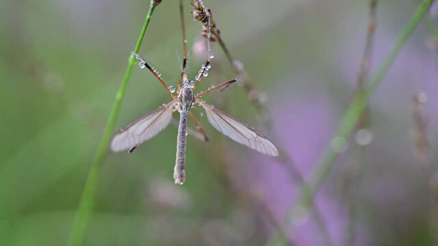 Crane fly sits in the moor meadow grass with morning dew, moor, late summer, (tipula oleracea), lower saxiny, germany