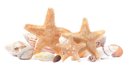 Beautiful sea stars and seashells on white background