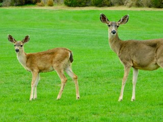 deer in the grass with our mommy