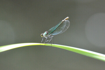 Calopteryx splendens