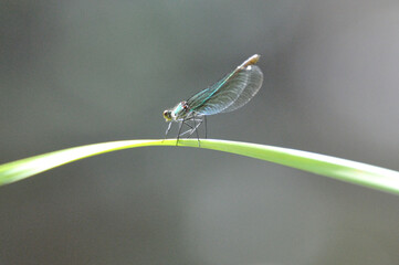 Calopteryx splendens