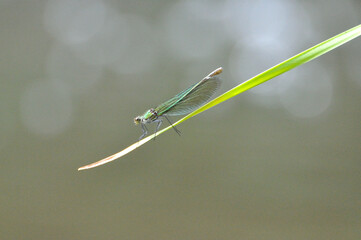 Calopteryx splendens