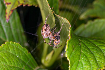 spider on leaf