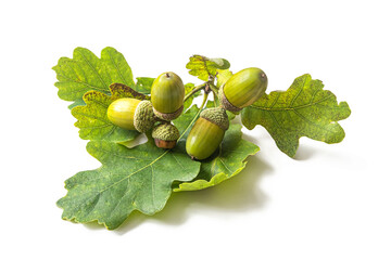 Oak branch with green leaves and acorns